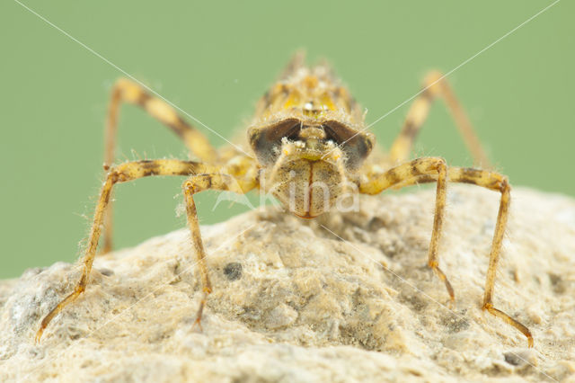 Zuidelijke glanslibel (Somatochlora meridionalis)