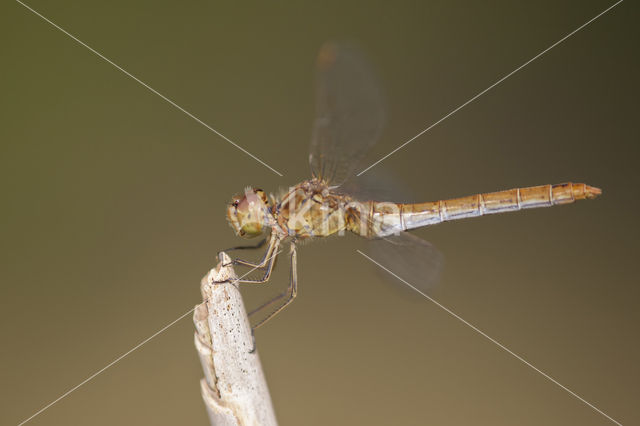 Southern Darter (Sympetrum meridionale)