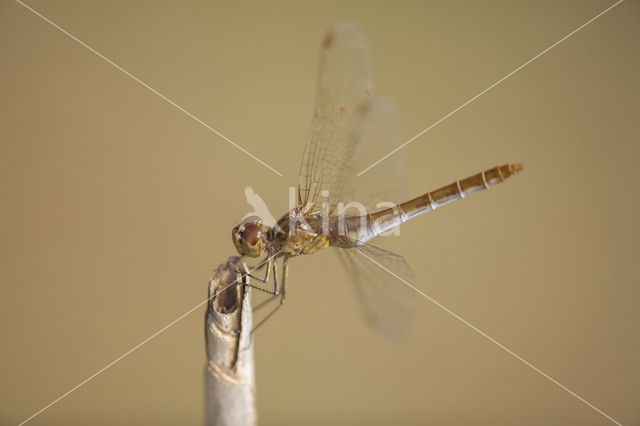 Zuidelijke heidelibel (Sympetrum meridionale)