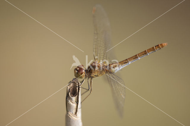 Southern Darter (Sympetrum meridionale)