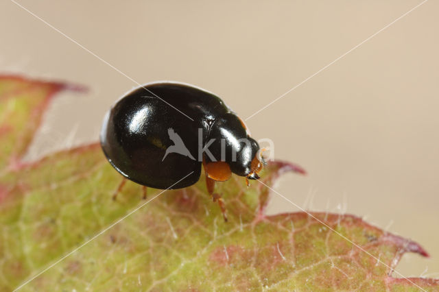 Zwart lieveheersbeestje (Exochomus nigromaculatus)