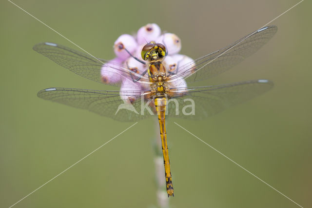 Zwarte heidelibel (Sympetrum danae)