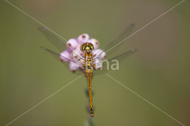 Zwarte heidelibel (Sympetrum danae)