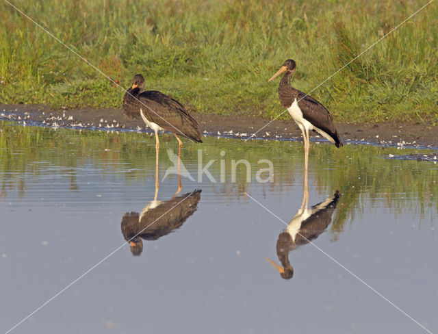 Black Stork (Ciconia nigra)