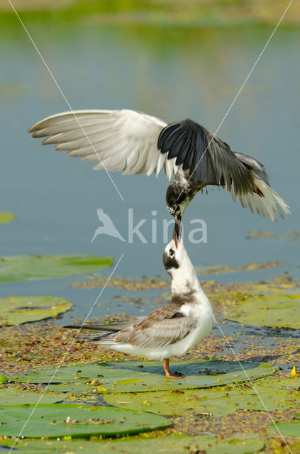 Black Tern (Chlidonias niger)