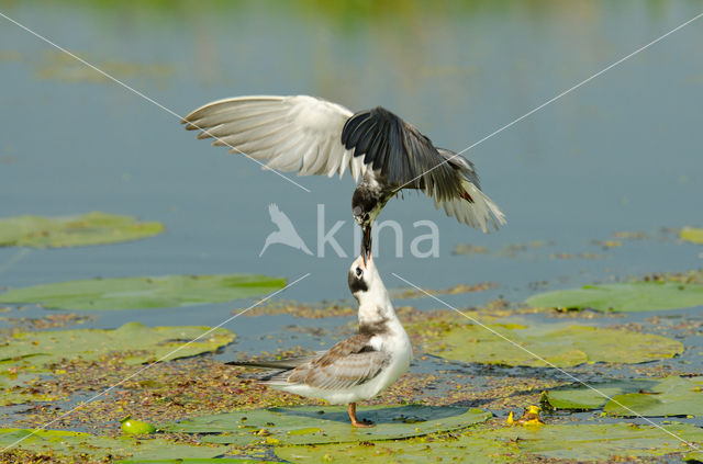 Black Tern (Chlidonias niger)