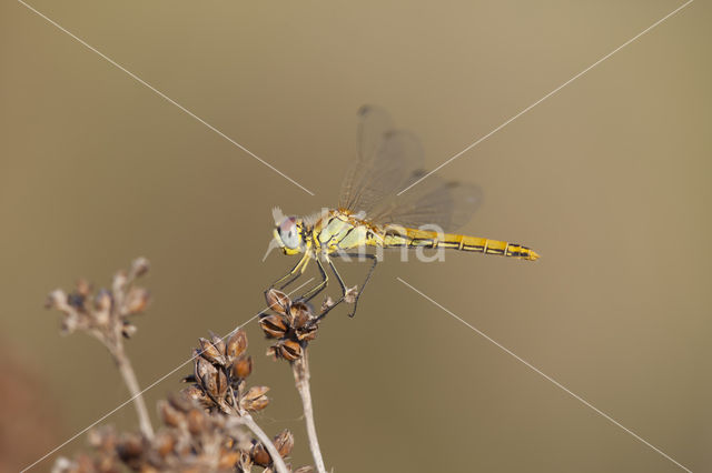 Red-veined Darter (Sympetrum fonscolombii)