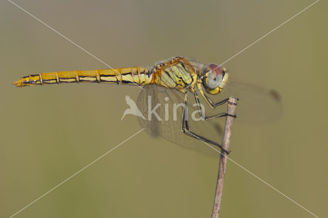 Red-veined Darter (Sympetrum fonscolombii)