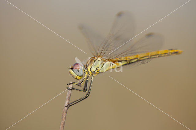 Red-veined Darter (Sympetrum fonscolombii)