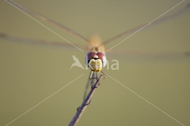 Red-veined Darter (Sympetrum fonscolombii)