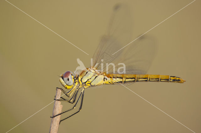 Zwervende heidelibel (Sympetrum fonscolombii)