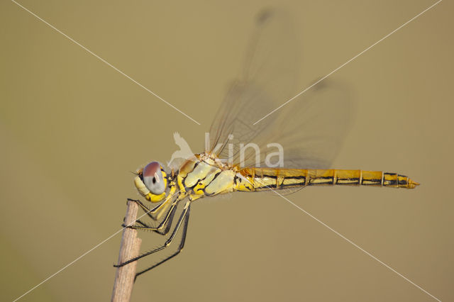 Red-veined Darter (Sympetrum fonscolombii)