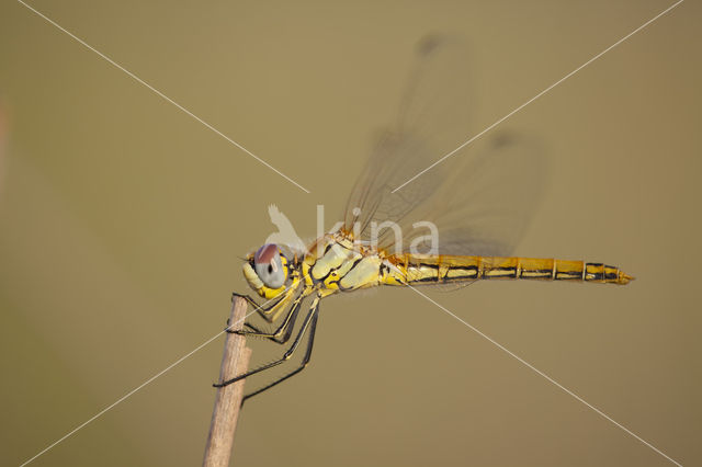 Zwervende heidelibel (Sympetrum fonscolombii)