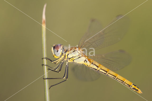 Zwervende heidelibel (Sympetrum fonscolombii)