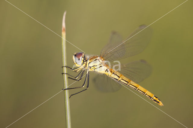 Zwervende heidelibel (Sympetrum fonscolombii)