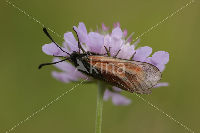 Zygaena purpuralis