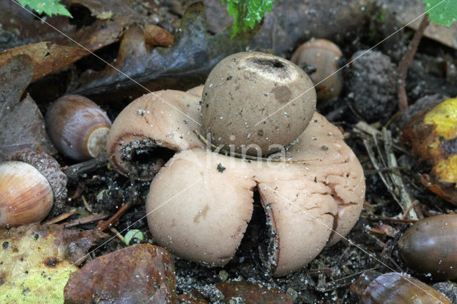 Earthstar (Geastrum spec.)