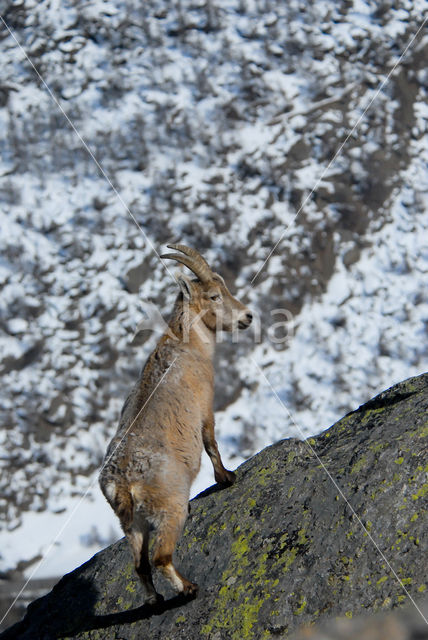 Alpen Steenbok (Capra ibex)