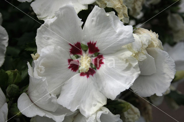 Althaeastruik (Hibiscus)