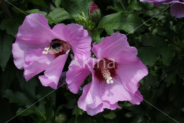 Althaeastruik (Hibiscus)