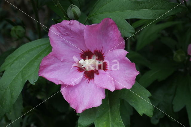 Althaeastruik (Hibiscus)