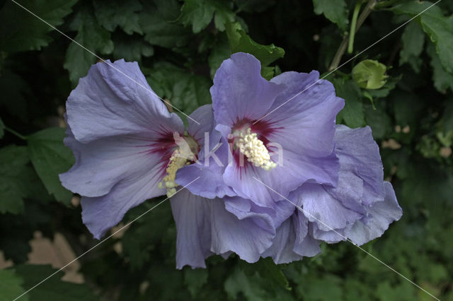 Althaeastruik (Hibiscus)