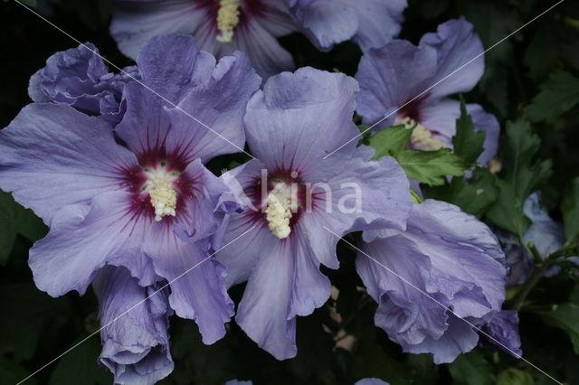 Hibiscus