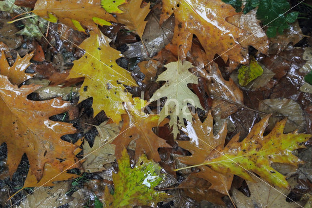 Red Oak (Quercus rubra)