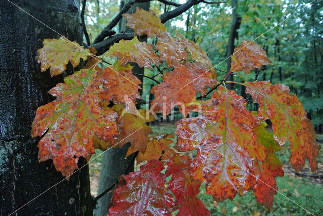 Amerikaanse eik (Quercus rubra)