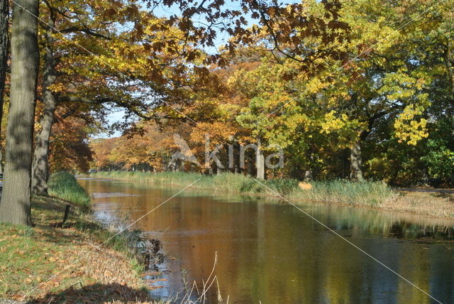 Amerikaanse eik (Quercus rubra)