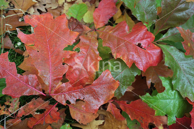 Amerikaanse eik (Quercus rubra)