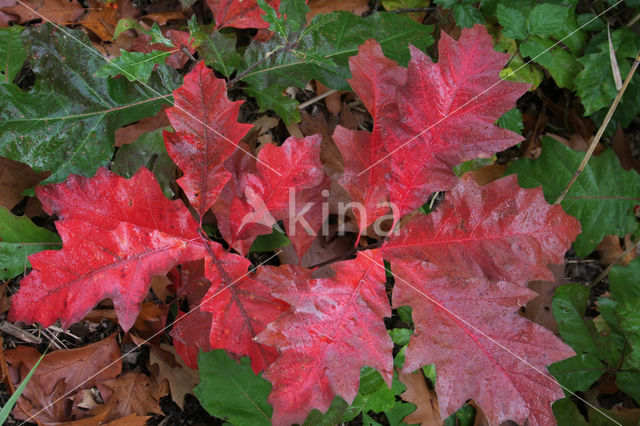 Amerikaanse eik (Quercus rubra)