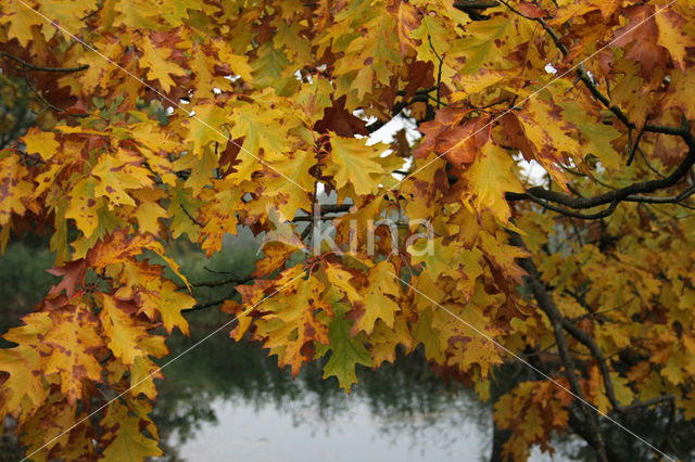 Red Oak (Quercus rubra)