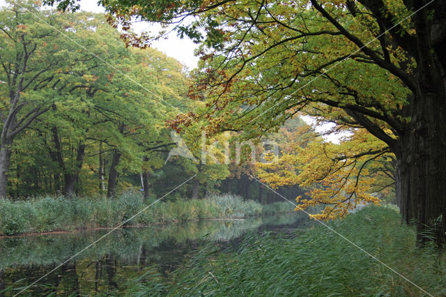 Amerikaanse eik (Quercus rubra)