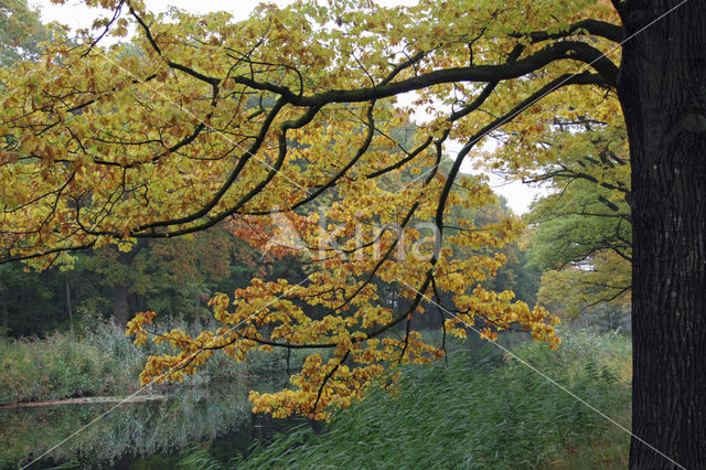 Red Oak (Quercus rubra)