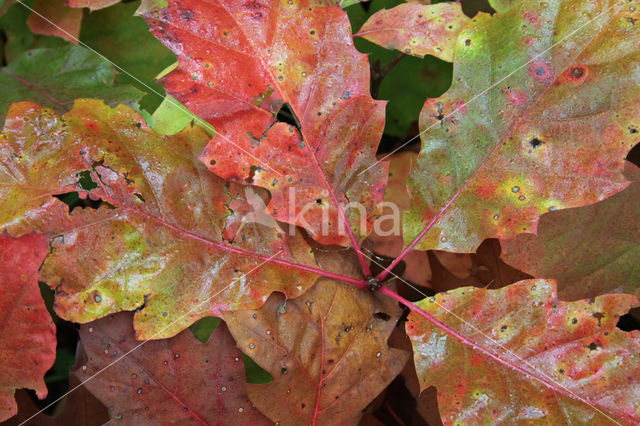 Amerikaanse eik (Quercus rubra)