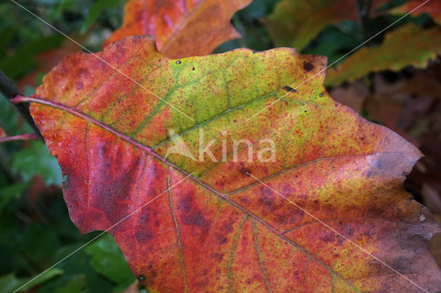 Amerikaanse eik (Quercus rubra)