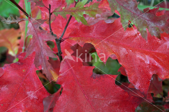 Red Oak (Quercus rubra)