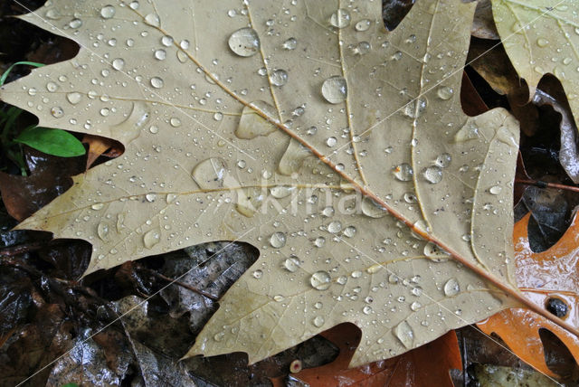 Red Oak (Quercus rubra)