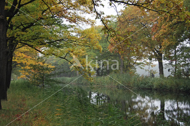 Red Oak (Quercus rubra)