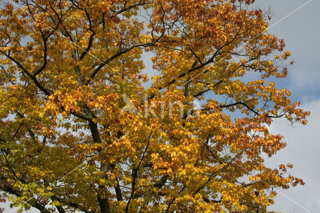 Red Oak (Quercus rubra)