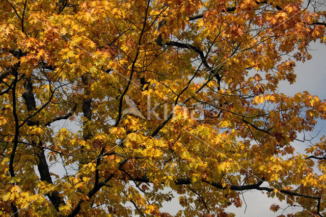Red Oak (Quercus rubra)
