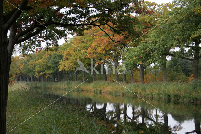 Amerikaanse eik (Quercus rubra)