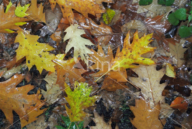 Red Oak (Quercus rubra)