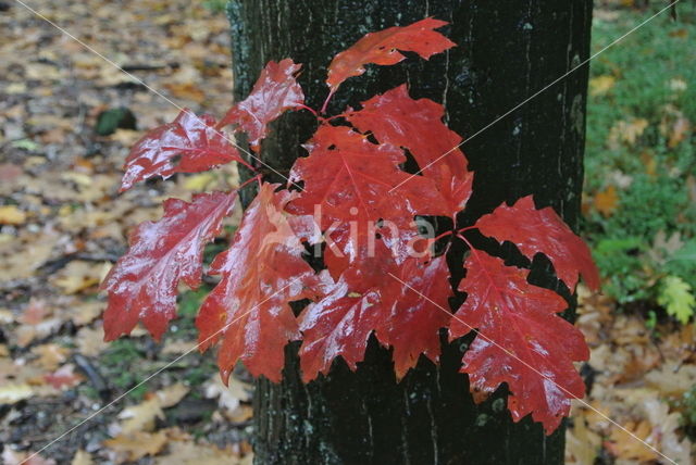 Red Oak (Quercus rubra)