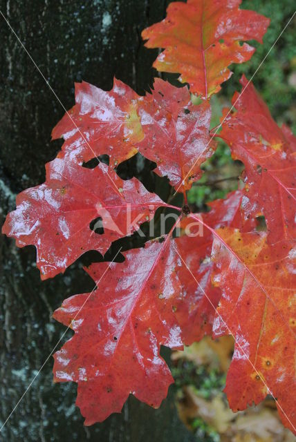 Amerikaanse eik (Quercus rubra)