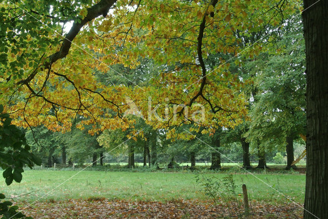 Amerikaanse eik (Quercus rubra)