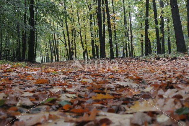 Amerikaanse eik (Quercus rubra)