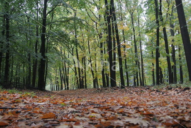 Amerikaanse eik (Quercus rubra)