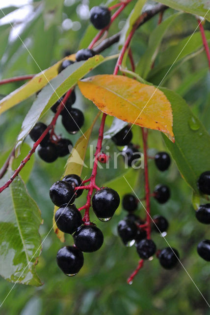 Amerikaanse vogelkers (Prunus serotina)